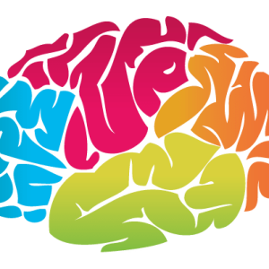 Brain PNG