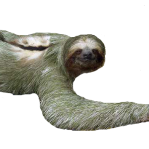 Sloth PNG