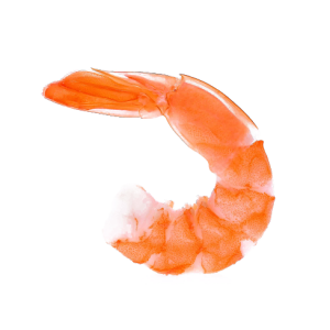 Shrimp PNG image