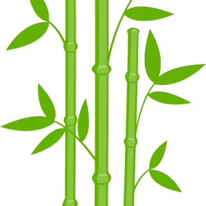 Bamboo PNG