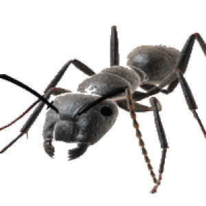 ant PNG