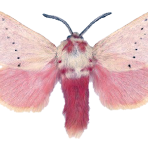Moth PNG