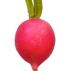 Radish PNG