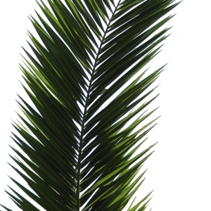 Palm tree PNG