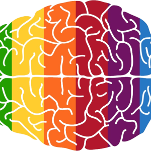 Brain PNG