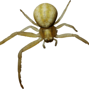 Spider PNG image