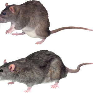 mouse, rat PNG image