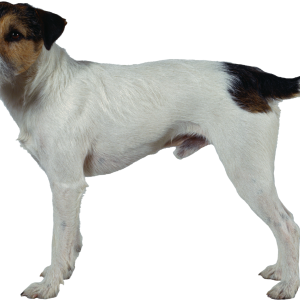 Dog PNG