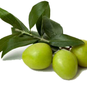 Olive PNG