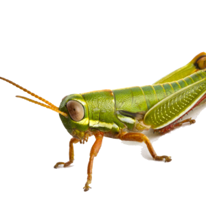 Grasshopper PNG
