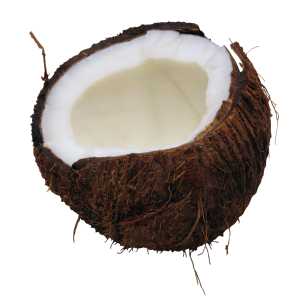 Coconut PNG image