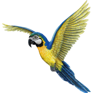 Bird PNG