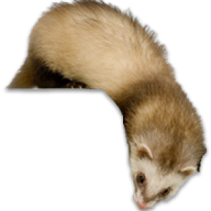 Ferret PNG