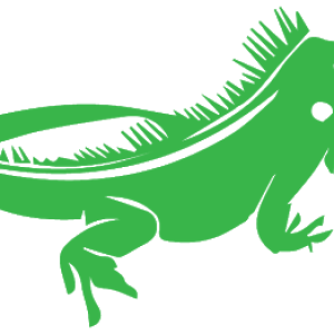 Iguana PNG