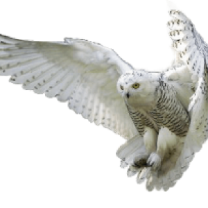 Owl PNG