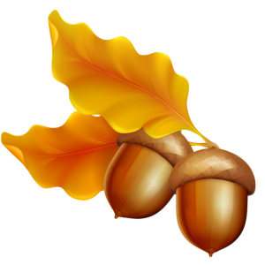 Acorn PNG image