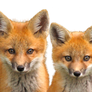 Fox PNG