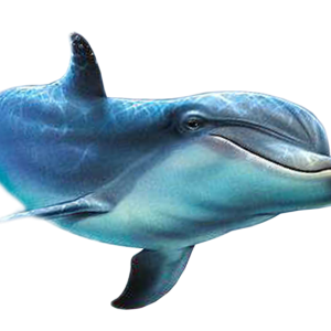 Dolphin PNG