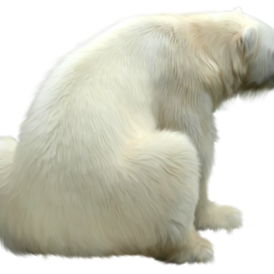 Polar white bear PNG