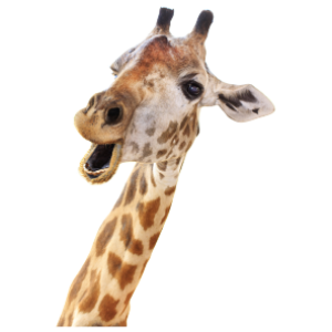 Giraffe PNG
