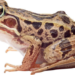Frog PNG