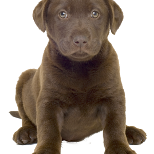 Labrador Retriever PNG