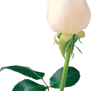 White rose PNG image, flower white rose PNG picture