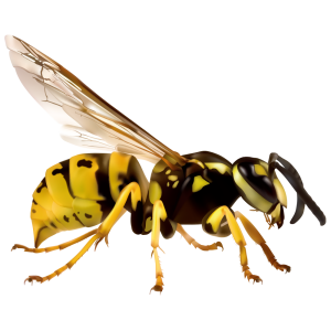 Wasp PNG