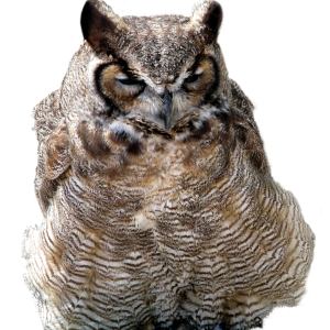 Owl PNG