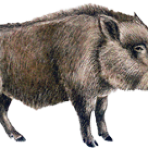Boar PNG