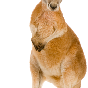 Kangaroo PNG