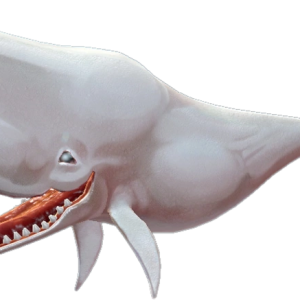 Sperm whale, cachalot PNG