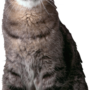 Cat PNG