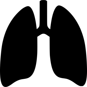 Lungs PNG
