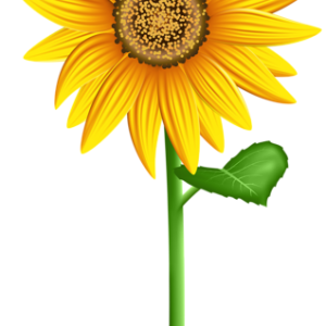 Sunflower PNG