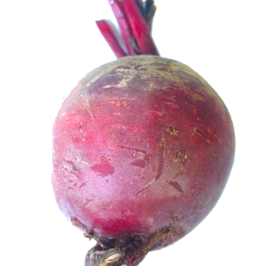 Beet PNG