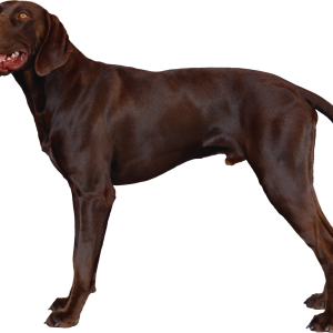 Dog PNG
