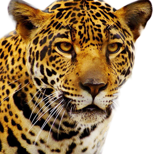 Jaguar PNG