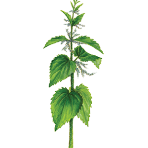 Nettle PNG