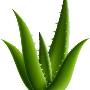 Aloe vera PNG
