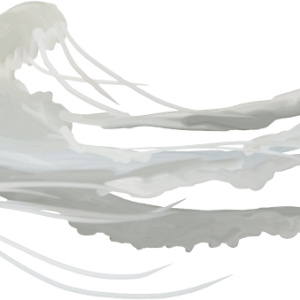 Jellyfish PNG