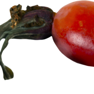 Rose hip PNG