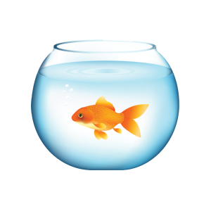 Goldfish PNG
