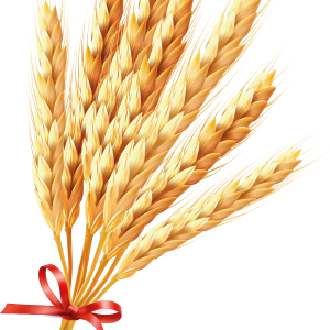 Wheat PNG