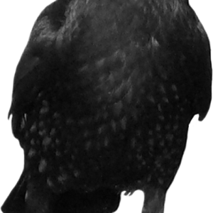 Black crow PNG image