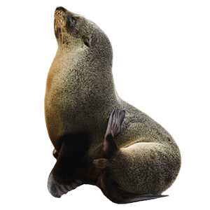 Harbor seal PNG