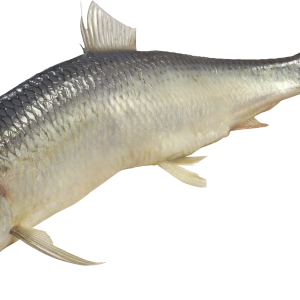 Fish PNG