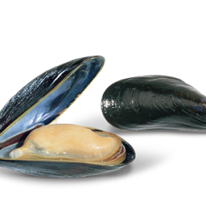 Mussel PNG