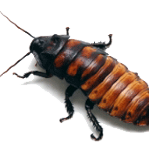 Roach PNG