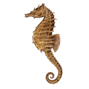 Seahorse PNG